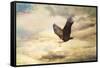 Early Evening Flight Bald Eagle 1-Jai Johnson-Framed Stretched Canvas