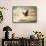 Early Evening Flight Bald Eagle 1-Jai Johnson-Framed Stretched Canvas displayed on a wall