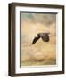 Early Evening Flight Bald Eagle 2-Jai Johnson-Framed Giclee Print