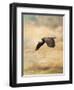 Early Evening Flight Bald Eagle 2-Jai Johnson-Framed Giclee Print