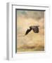 Early Evening Flight Bald Eagle 2-Jai Johnson-Framed Giclee Print