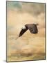 Early Evening Flight Bald Eagle 2-Jai Johnson-Mounted Giclee Print