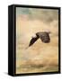 Early Evening Flight Bald Eagle 2-Jai Johnson-Framed Stretched Canvas