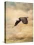 Early Evening Flight Bald Eagle 2-Jai Johnson-Stretched Canvas