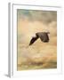 Early Evening Flight Bald Eagle 2-Jai Johnson-Framed Giclee Print