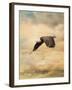 Early Evening Flight Bald Eagle 2-Jai Johnson-Framed Giclee Print