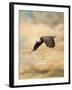 Early Evening Flight Bald Eagle 2-Jai Johnson-Framed Giclee Print