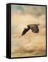 Early Evening Flight Bald Eagle 2-Jai Johnson-Framed Stretched Canvas