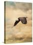 Early Evening Flight Bald Eagle 2-Jai Johnson-Stretched Canvas