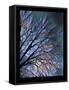 Early Evening Tree-Tim Nyberg-Framed Stretched Canvas