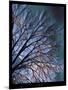 Early Evening Tree-Tim Nyberg-Mounted Giclee Print