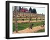 Early Growth on the Vines in the Willamette Valley Wine Country, Oregon, USA-Janis Miglavs-Framed Photographic Print