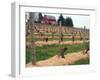 Early Growth on the Vines in the Willamette Valley Wine Country, Oregon, USA-Janis Miglavs-Framed Photographic Print