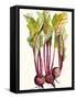 Early Harvest II-Alicia Ludwig-Framed Stretched Canvas