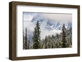 Early in Morning Frost on Trees in Mount Siguniang-Alex Treadway-Framed Photographic Print