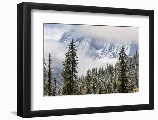 Early in Morning Frost on Trees in Mount Siguniang-Alex Treadway-Framed Photographic Print