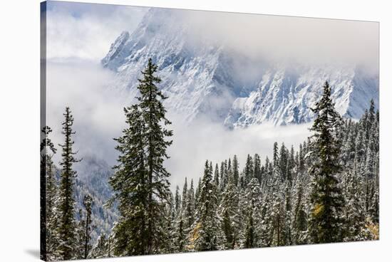 Early in Morning Frost on Trees in Mount Siguniang-Alex Treadway-Stretched Canvas