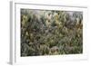 Early in Morning Frost on Trees in Mount Siguniang-Alex Treadway-Framed Photographic Print