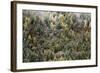 Early in Morning Frost on Trees in Mount Siguniang-Alex Treadway-Framed Photographic Print