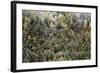 Early in Morning Frost on Trees in Mount Siguniang-Alex Treadway-Framed Photographic Print