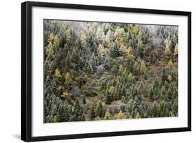 Early in Morning Frost on Trees in Mount Siguniang-Alex Treadway-Framed Photographic Print