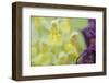 Early Marsh Orchid (Dactylorhiza Incarnata Incarnata) Flowers, Vall D?Incles, Andorra, June 2009-Elander-Framed Photographic Print