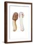 Brown Frame