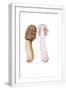 White Frame