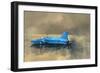 Early Morning at Coniston-Peter Miller-Framed Giclee Print