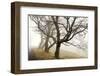 Early Morning Calm-David Winston-Framed Giclee Print