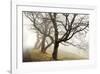 Early Morning Calm-David Winston-Framed Giclee Print