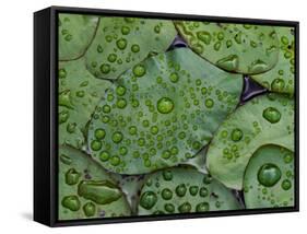 Early Morning Dewdrops on Lily Pads, Laurel Lake, near Bandon, Oregon-Tom Haseltine-Framed Stretched Canvas