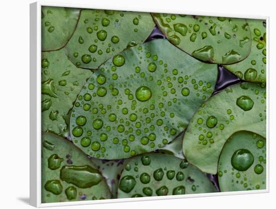 Early Morning Dewdrops on Lily Pads, Laurel Lake, near Bandon, Oregon-Tom Haseltine-Framed Photographic Print