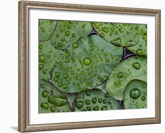 Early Morning Dewdrops on Lily Pads, Laurel Lake, near Bandon, Oregon-Tom Haseltine-Framed Photographic Print