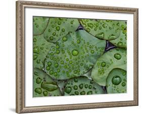 Early Morning Dewdrops on Lily Pads, Laurel Lake, near Bandon, Oregon-Tom Haseltine-Framed Photographic Print