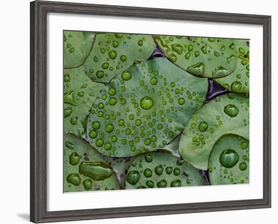 Early Morning Dewdrops on Lily Pads, Laurel Lake, near Bandon, Oregon-Tom Haseltine-Framed Photographic Print