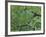 Early Morning Dewdrops on Lily Pads, Laurel Lake, near Bandon, Oregon-Tom Haseltine-Framed Photographic Print