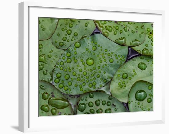 Early Morning Dewdrops on Lily Pads, Laurel Lake, near Bandon, Oregon-Tom Haseltine-Framed Photographic Print