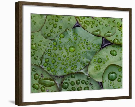 Early Morning Dewdrops on Lily Pads, Laurel Lake, near Bandon, Oregon-Tom Haseltine-Framed Photographic Print