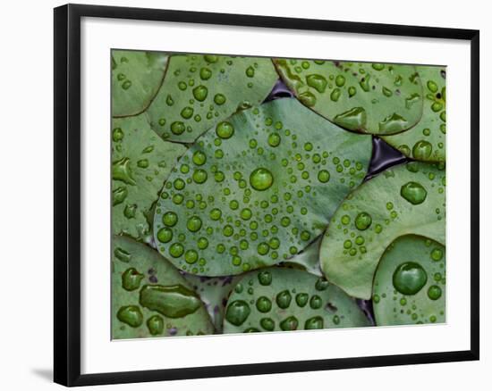 Early Morning Dewdrops on Lily Pads, Laurel Lake, near Bandon, Oregon-Tom Haseltine-Framed Photographic Print