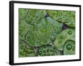 Early Morning Dewdrops on Lily Pads, Laurel Lake, near Bandon, Oregon-Tom Haseltine-Framed Photographic Print