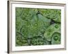 Early Morning Dewdrops on Lily Pads, Laurel Lake, near Bandon, Oregon-Tom Haseltine-Framed Photographic Print