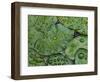 Early Morning Dewdrops on Lily Pads, Laurel Lake, near Bandon, Oregon-Tom Haseltine-Framed Photographic Print