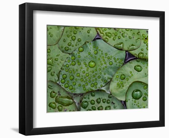 Early Morning Dewdrops on Lily Pads, Laurel Lake, near Bandon, Oregon-Tom Haseltine-Framed Photographic Print