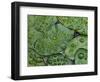 Early Morning Dewdrops on Lily Pads, Laurel Lake, near Bandon, Oregon-Tom Haseltine-Framed Photographic Print