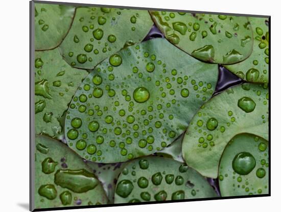 Early Morning Dewdrops on Lily Pads, Laurel Lake, near Bandon, Oregon-Tom Haseltine-Mounted Photographic Print