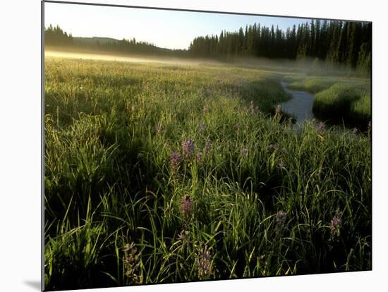 Early Morning Fog on Packer Meadows, Montana, USA-Chuck Haney-Mounted Photographic Print