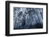 Early Morning in A Dark Forest with Fog and Tall Trees-Eugene Sergeev-Framed Photographic Print