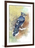 Early Morning Jay-The Tangled Peacock-Framed Giclee Print