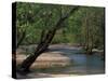 Early Morning Light on Bull Creek, Missouri, USA-Gayle Harper-Stretched Canvas